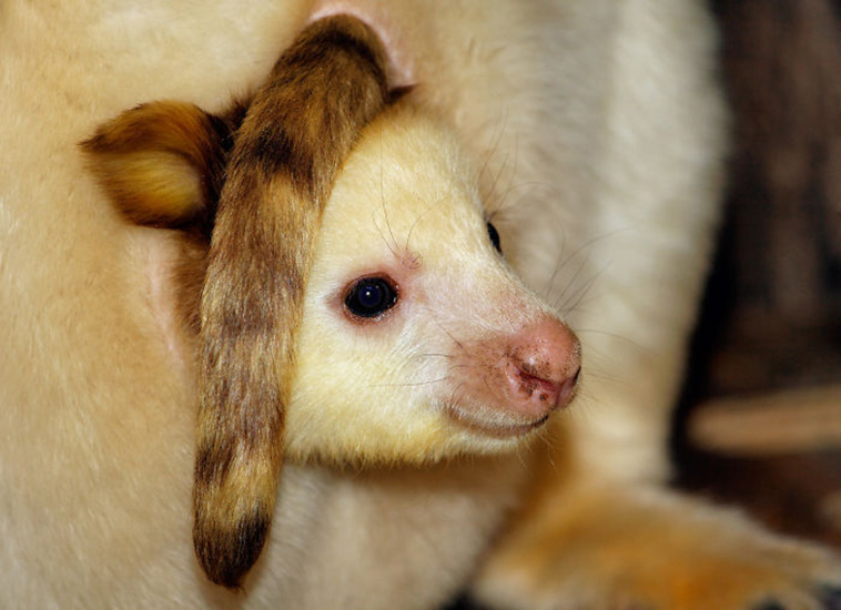 Tree-Kangaroos 