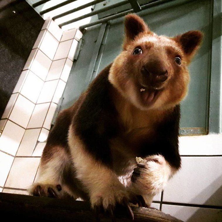 Tree-Kangaroos 