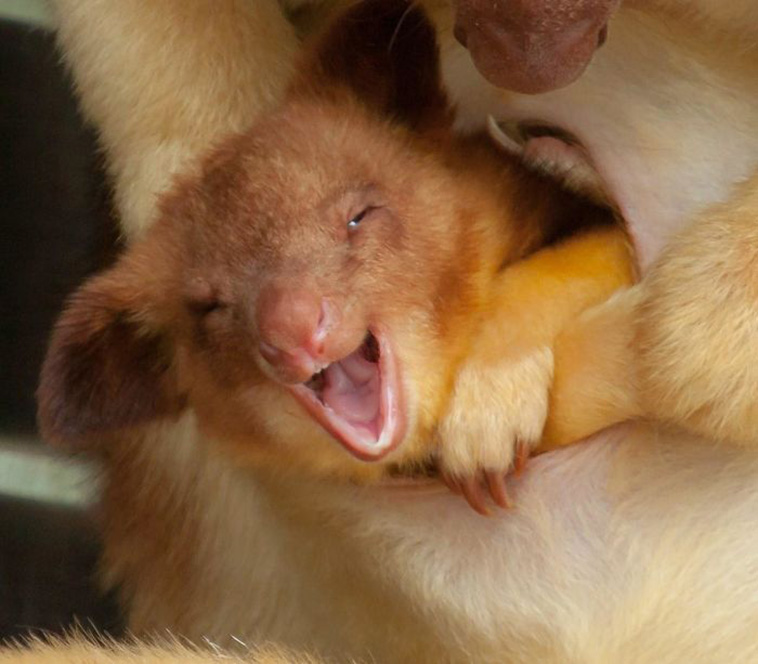Tree-Kangaroos 