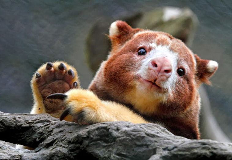 Tree-Kangaroos 
