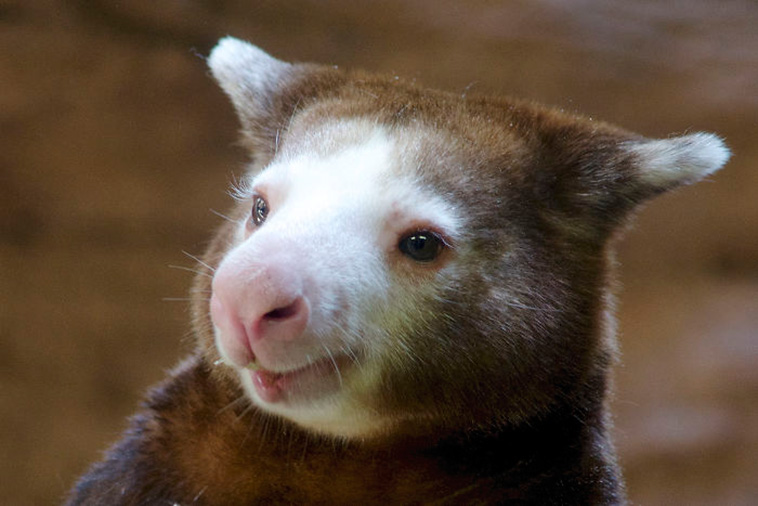 Tree-Kangaroos 