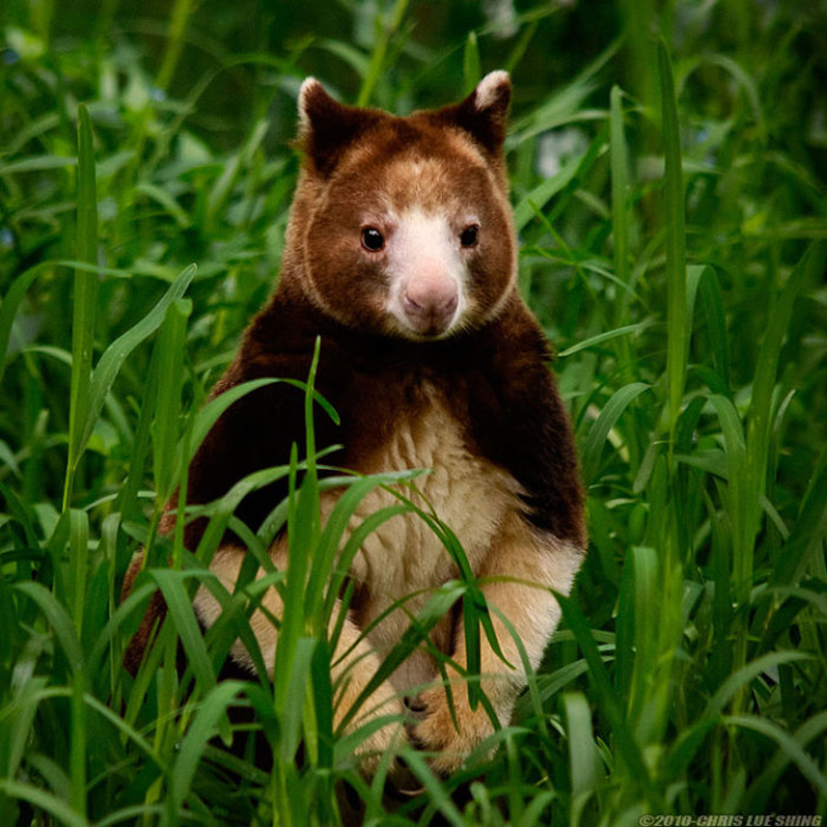 Tree-Kangaroos 