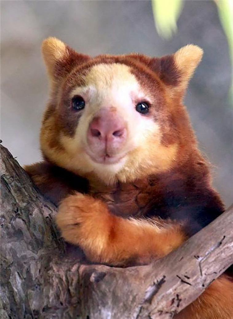 Tree-Kangaroos 