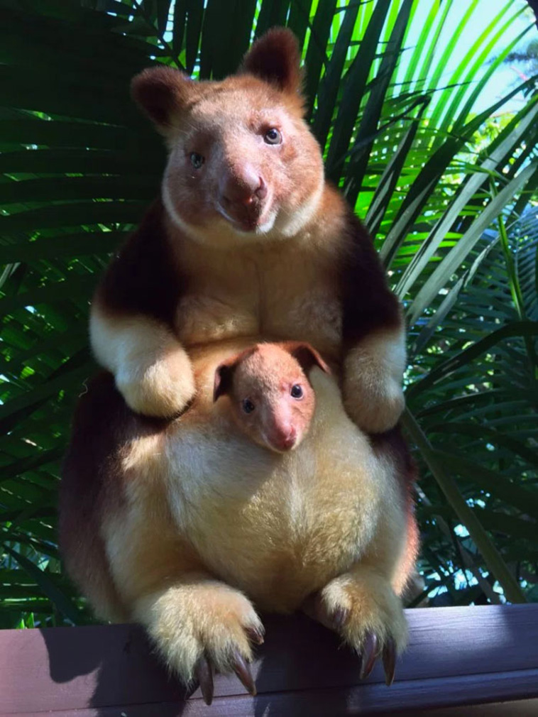 Tree-Kangaroos 
