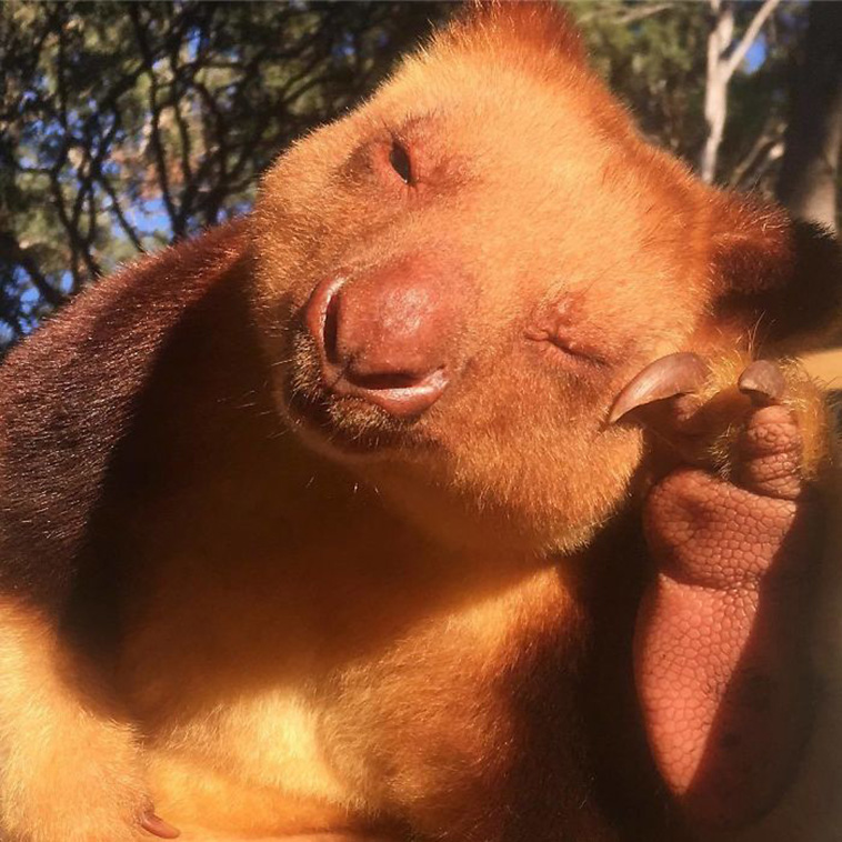 Tree-Kangaroos 