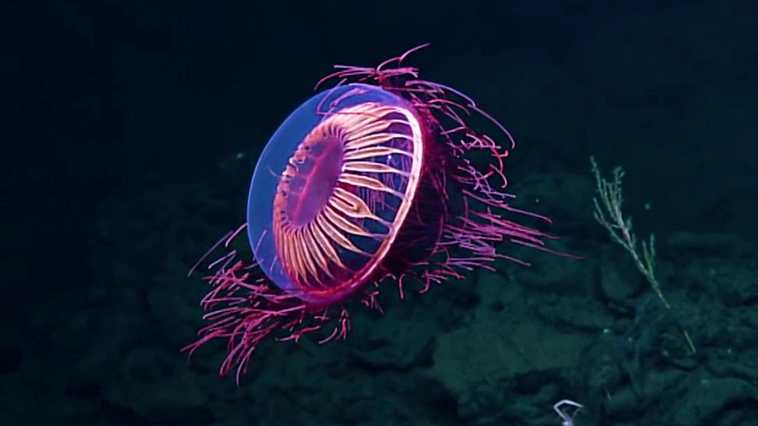 underwater research team found fireworks jellyfish
