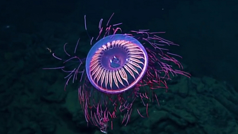 underwater research team found fireworks jellyfish