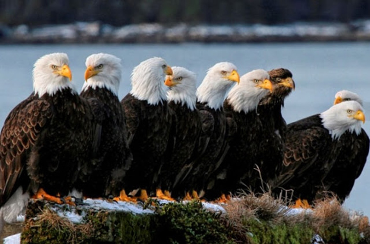 virginia bald eagle population