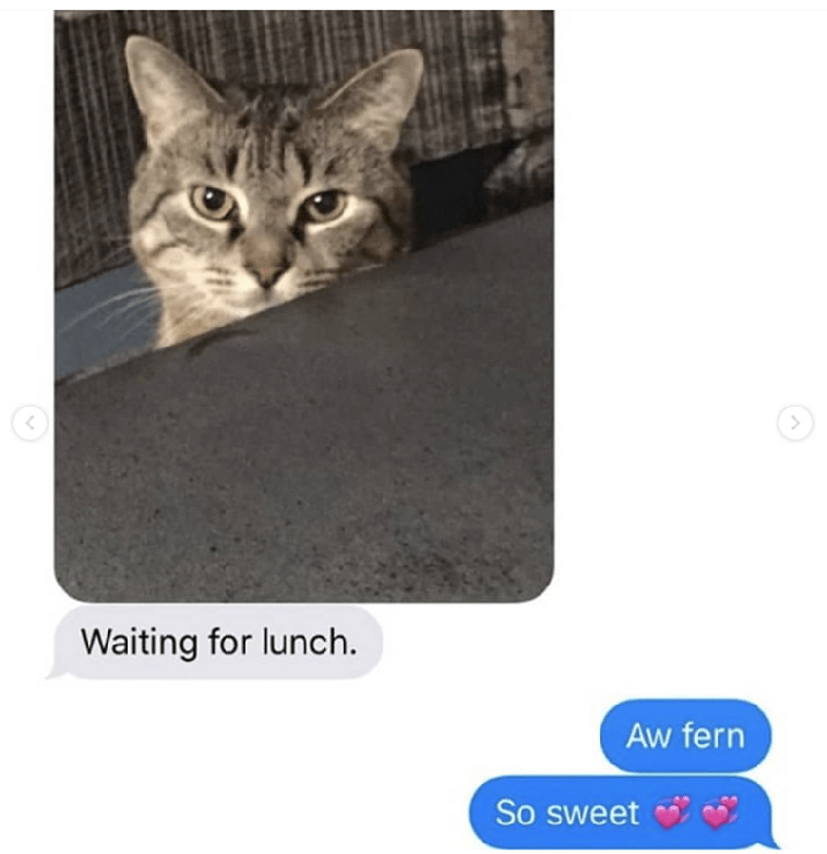 Grandma Adopts a Cat