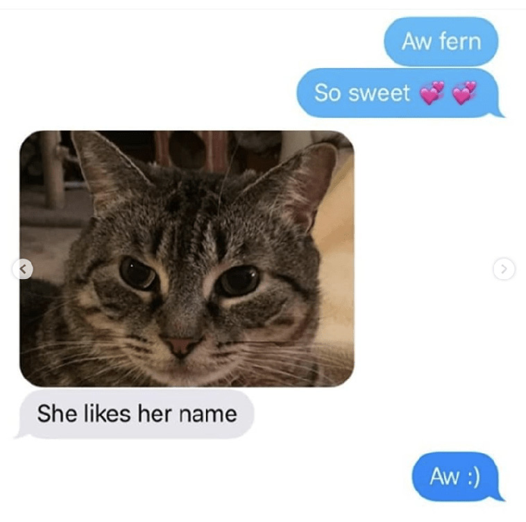 Grandma Adopts a Cat