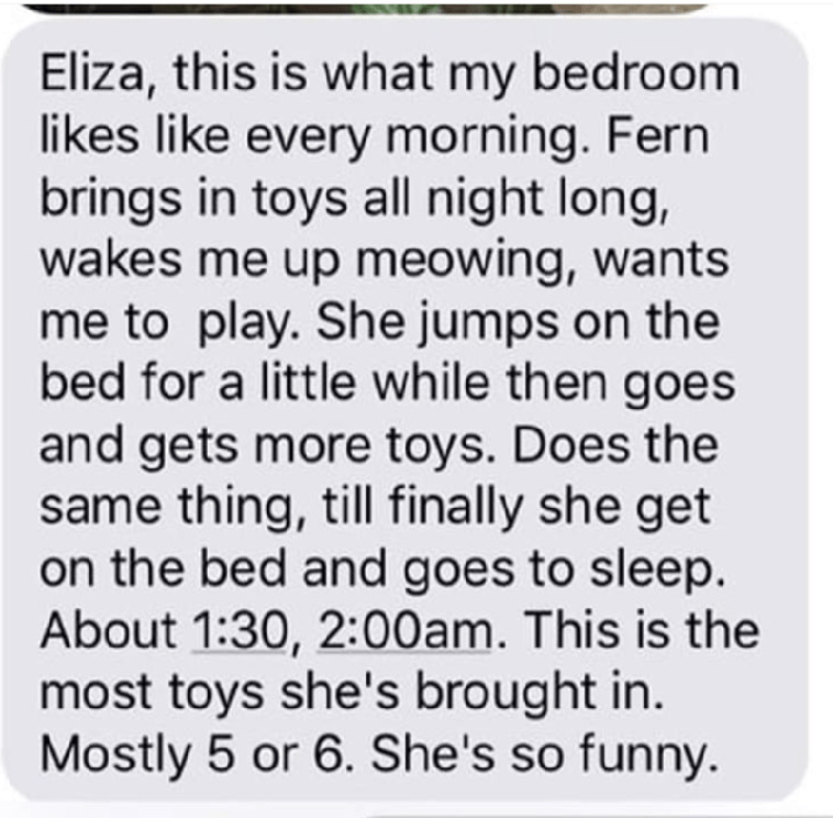 Grandma Adopts a Cat
