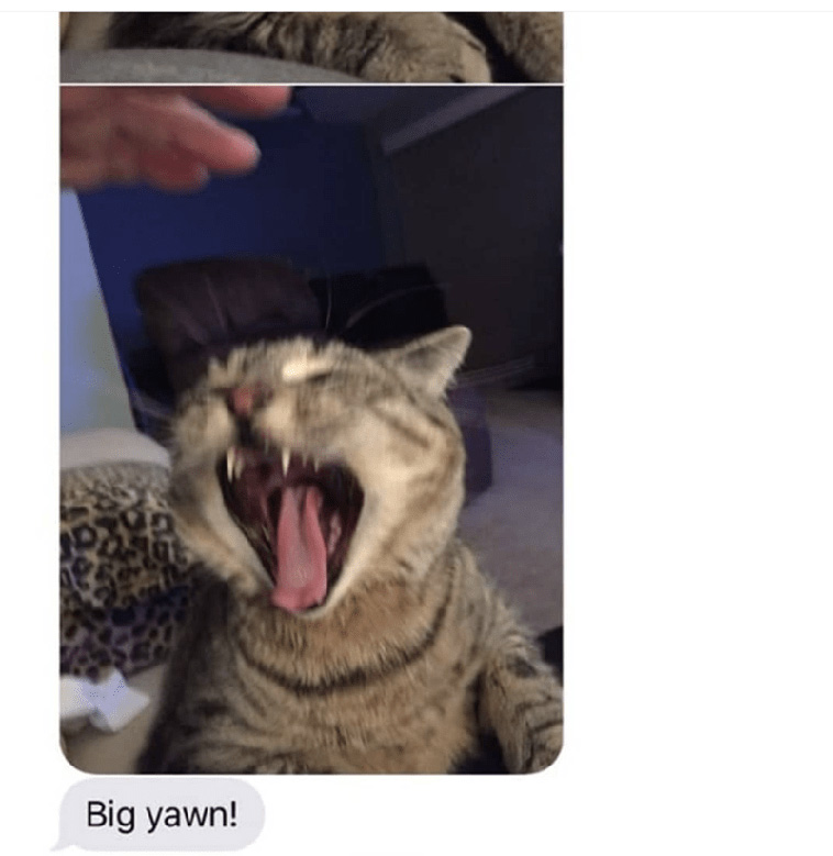 Grandma Adopts a Cat