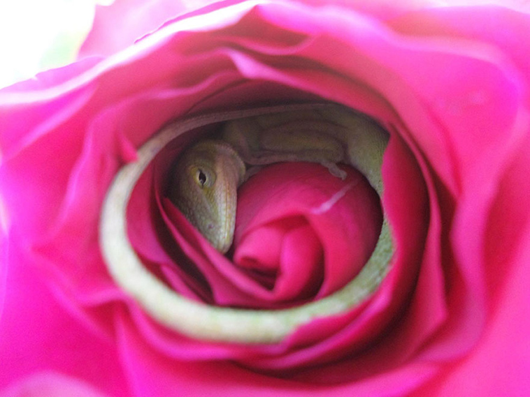 lizard sleeping in a rose