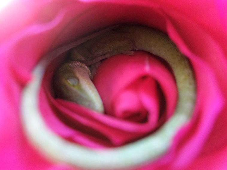 lizard sleeping in a rose