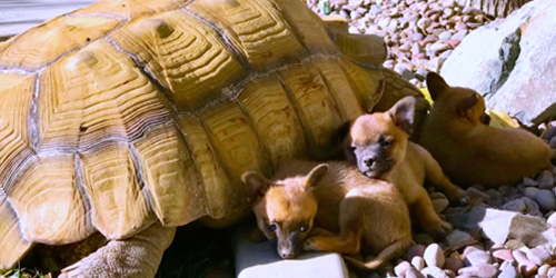 Abandoned Puppies Giant Tortoise