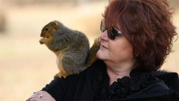 Abandoned Squirrel