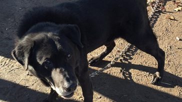 Dog Finds Happiness After Being Chained Up In A Back Yard For 15 Years