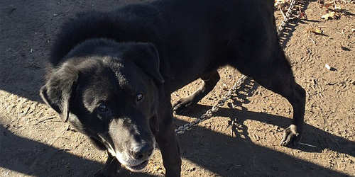 Dog Finds Happiness After Being Chained Up In A Back Yard For 15 Years