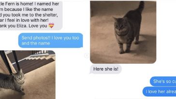 Grandma Adopts a Cat