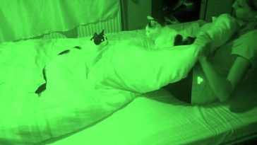 What Your Cat Does Once You Go To Sleep