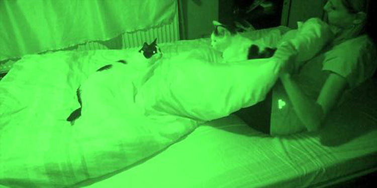 What Your Cat Does Once You Go To Sleep