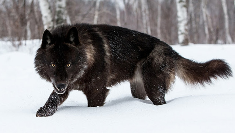 Perfect Timing Photos: A Close Encounter With A Minnesota Black Wolf