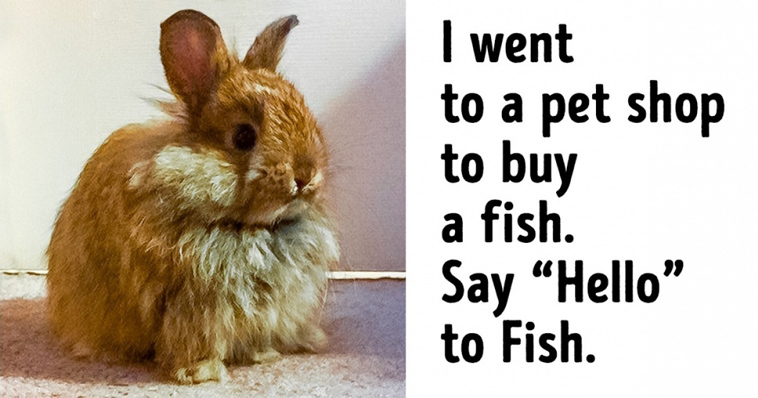 adopted animals were destined by owners