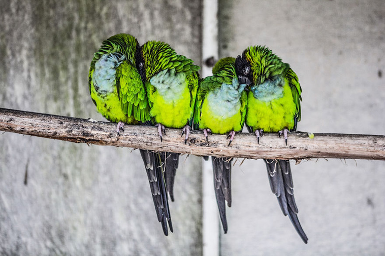 birds keep warm bird huddles