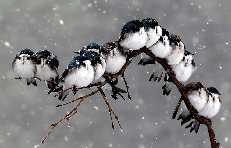 birds keep warm bird huddles