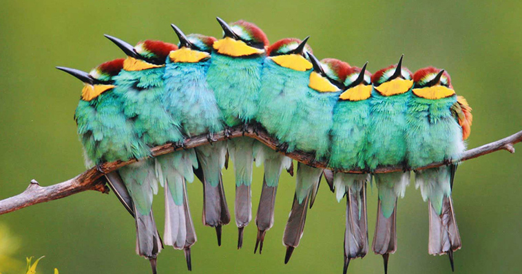 birds keep warm bird huddles