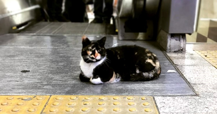 cat who owns a Metro Station