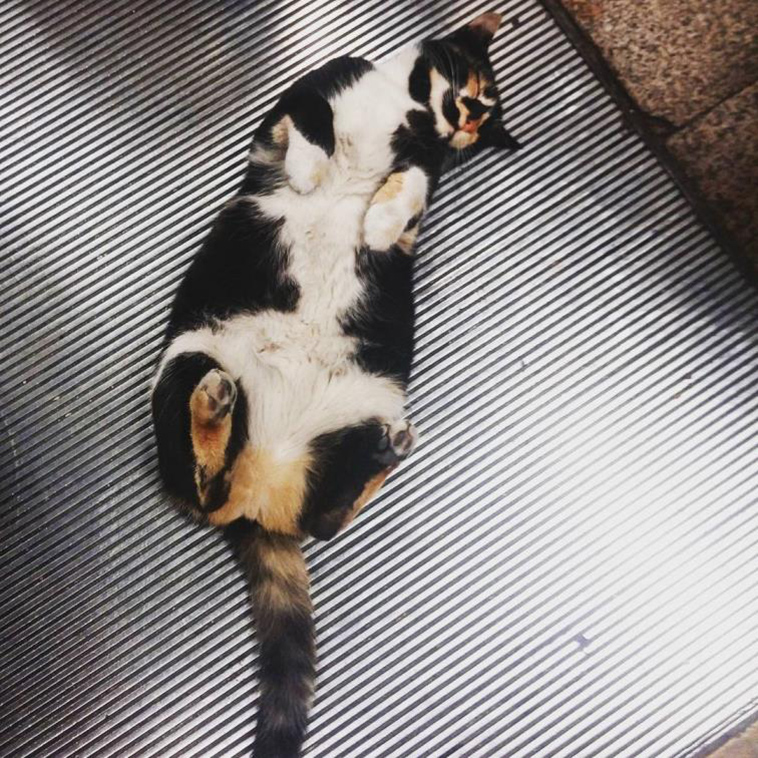 cat who owns a Metro Station