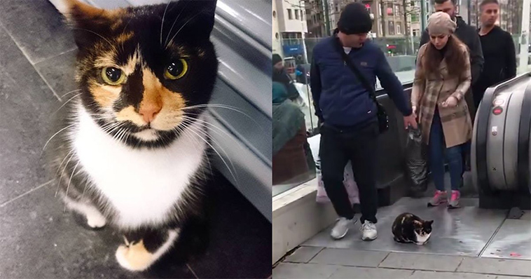 cat who owns a Metro Station
