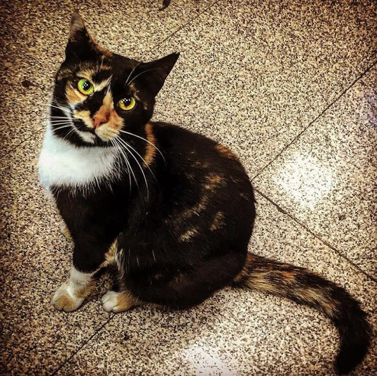 cat who owns a Metro Station