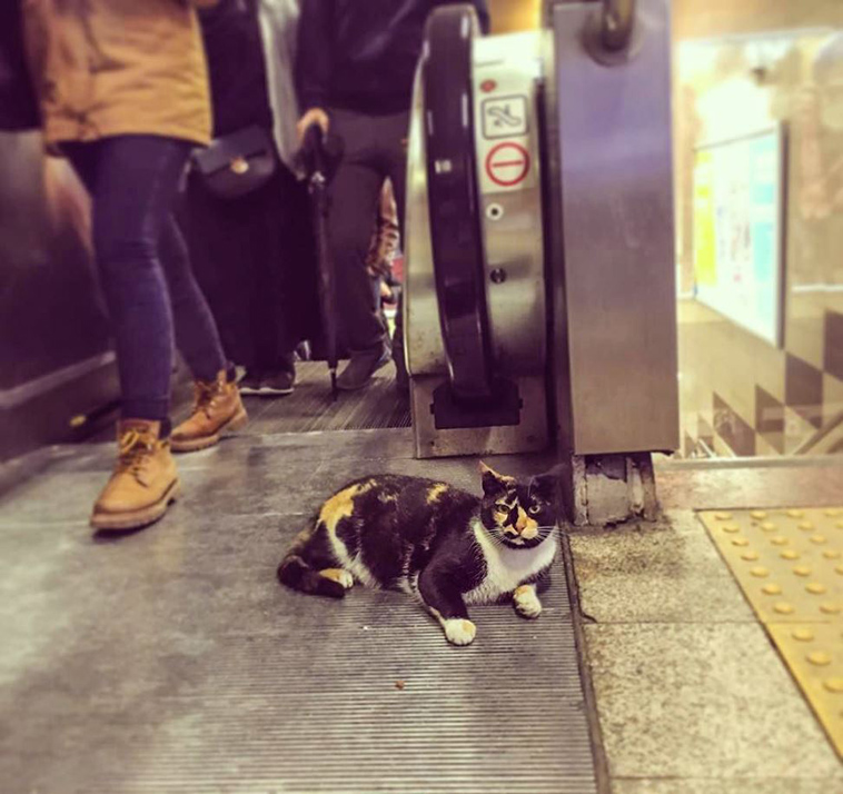 cat who owns a Metro Station