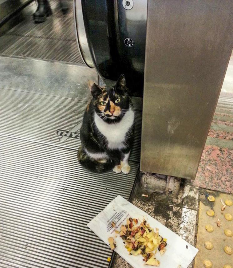 cat who owns a Metro Station