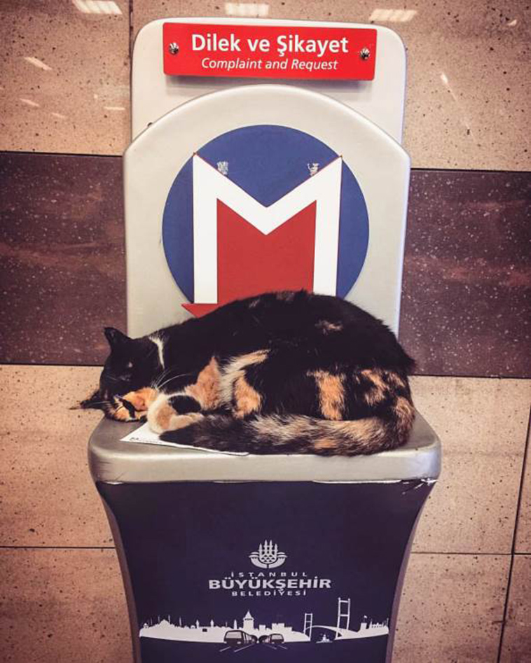 cat who owns a Metro Station