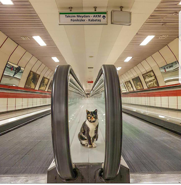cat who owns a Metro Station