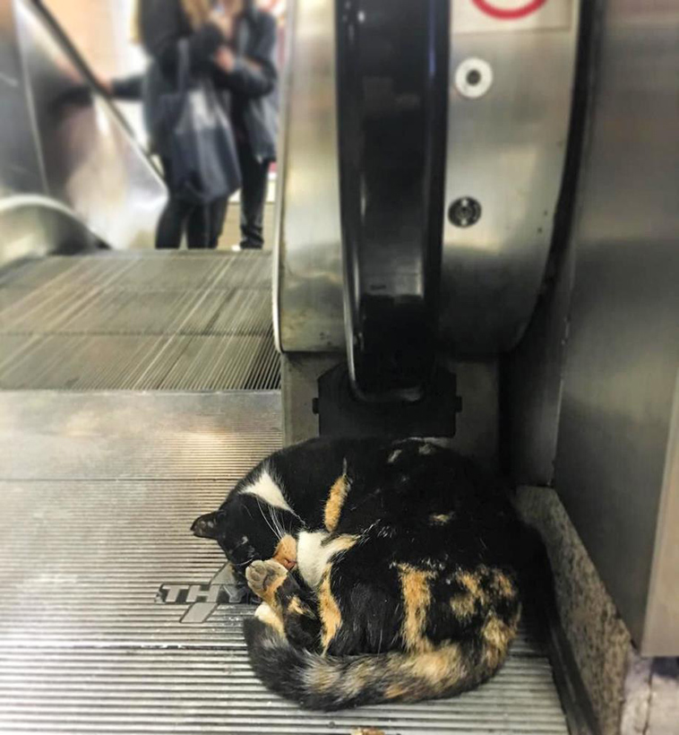 cat who owns a Metro Station