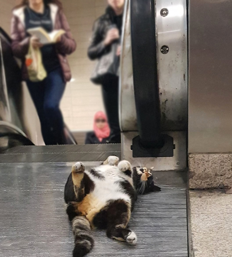 cat who owns a Metro Station