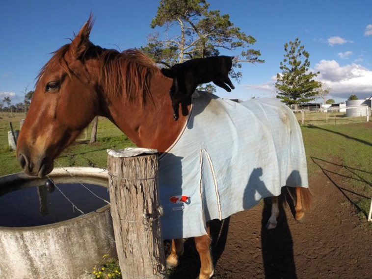 champy-and-morris-unusual-friendship-between-horse-and-cat