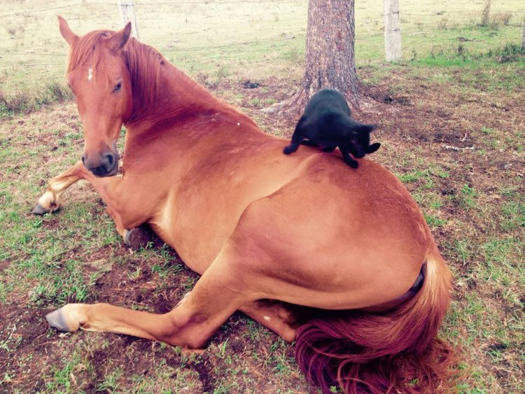 champy-and-morris-unusual-friendship-between-horse-and-cat