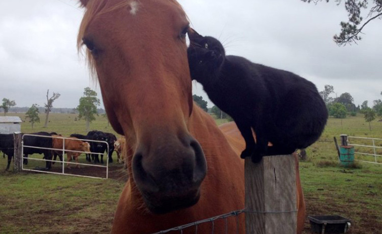 champy-and-morris-unusual-friendship-between-horse-and-cat