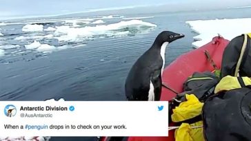 curious penguin