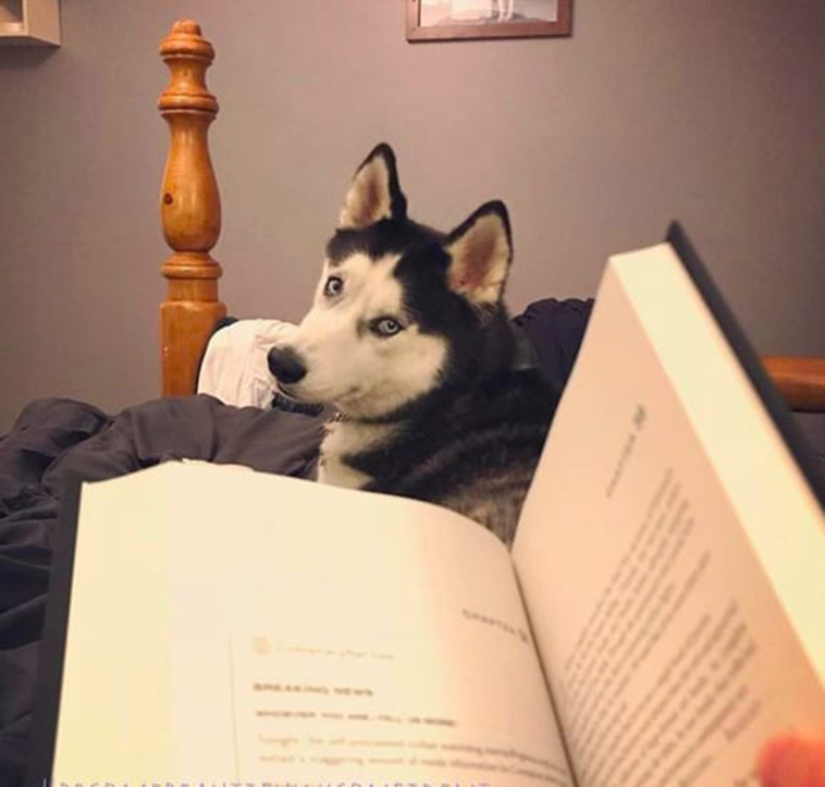 DOGS WHO KNOW HOW TO BE BETTER THAN BOYFRIENDS