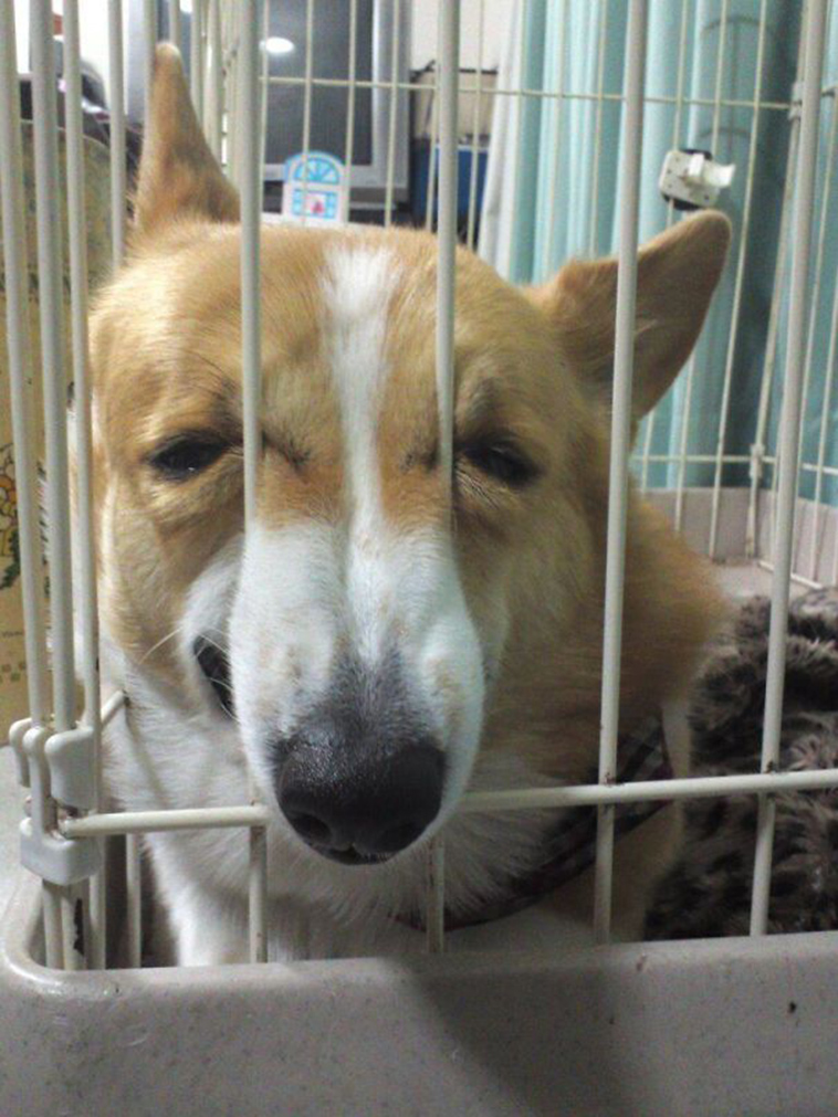funny dogs vet clinic