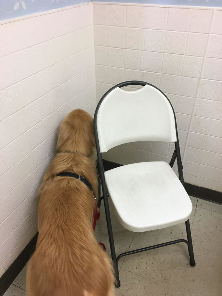 funny dogs vet clinic