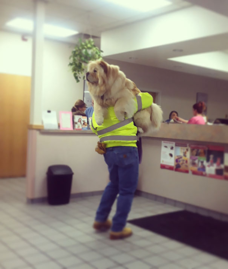 funny dogs vet clinic