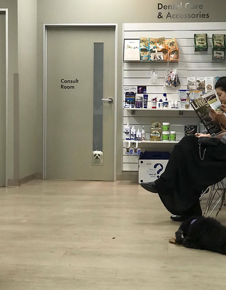 funny dogs vet clinic