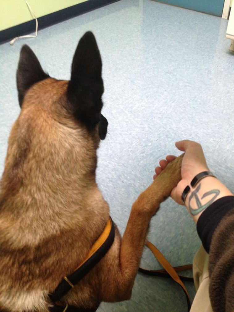 funny dogs vet clinic